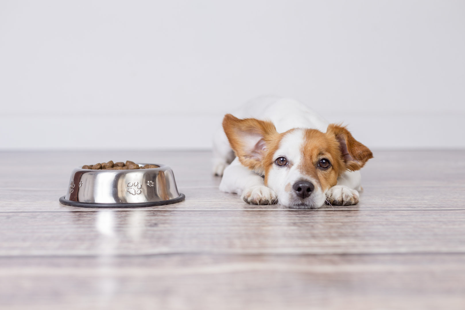 Adopt a Pet: Good Idea to Find and Keep a Relationship