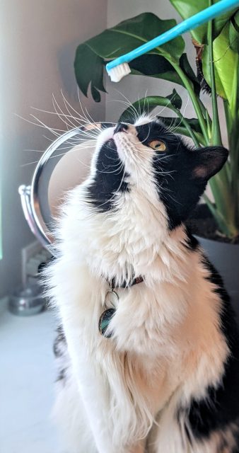 Secret to Fresh Breath Smooches from Your Pet