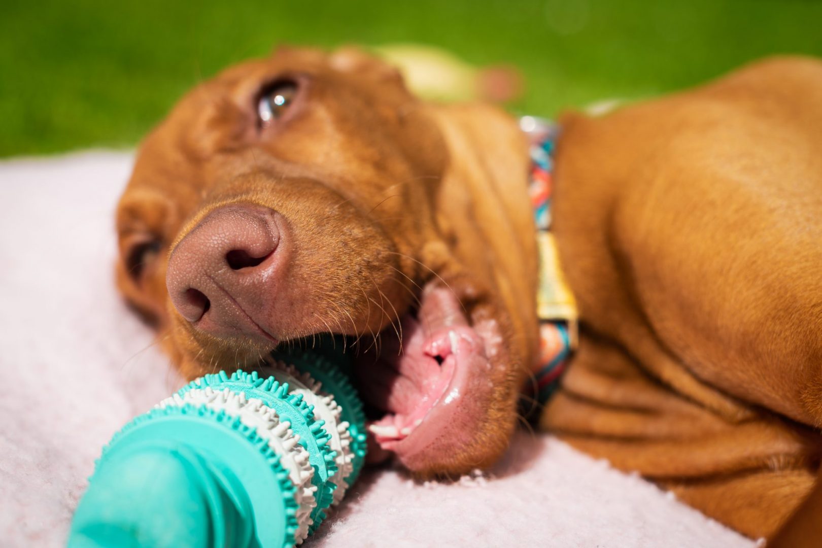 Secret to Fresh Breath Smooches from Your Pet