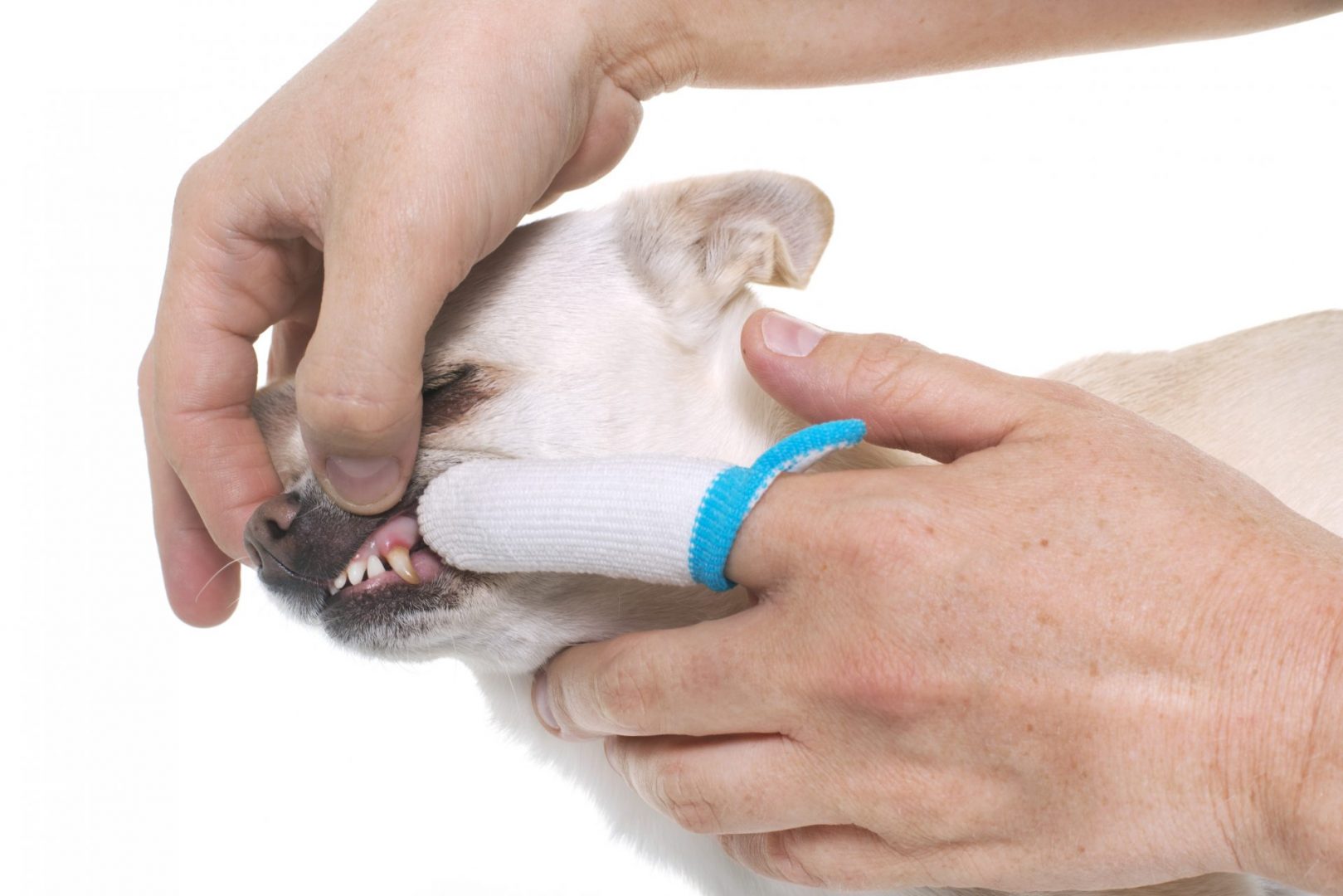 Secret to Fresh Breath Smooches from Your Pet