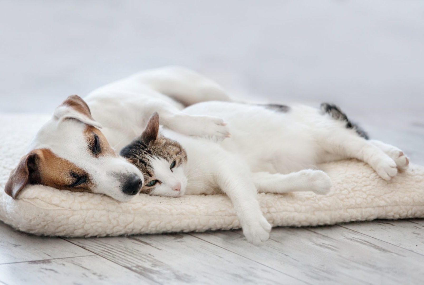 Adopt a Pet: Good Idea to Find and Keep a Relationship?