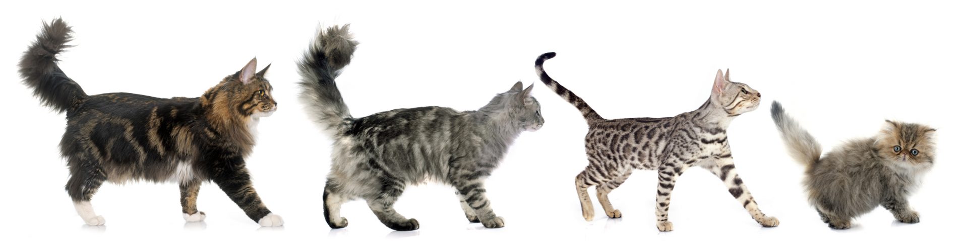 A Pet Lovers Date to a Cat Café