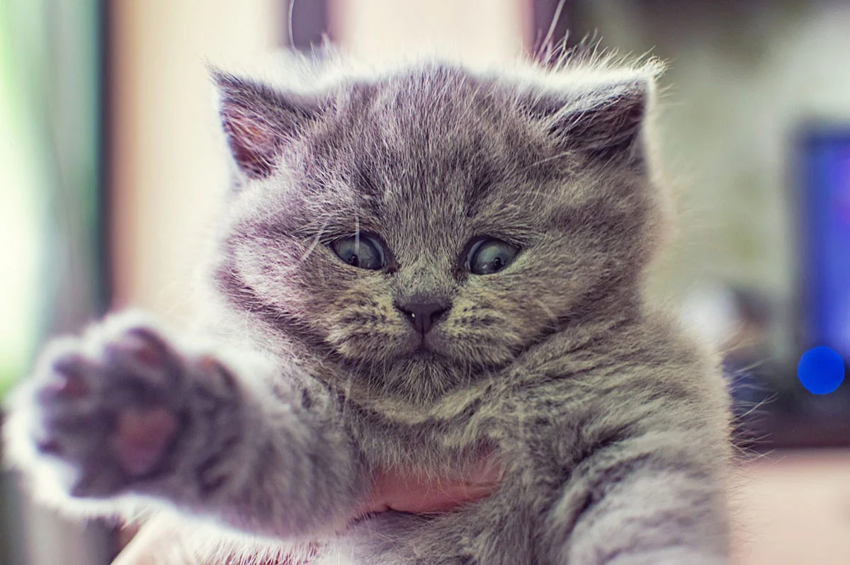A Pet Lovers Date to a Cat Café
