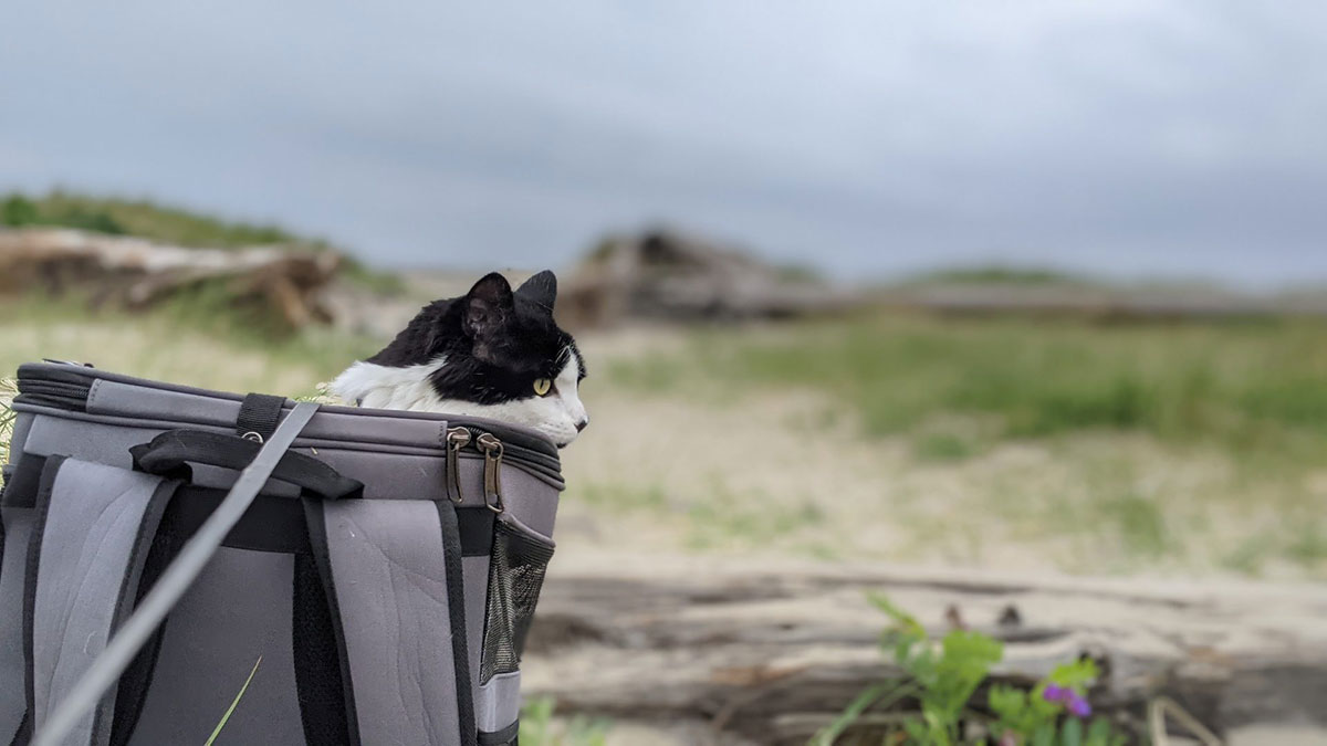 Enjoy the scenery with the cat