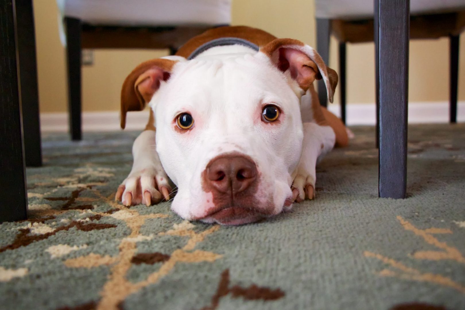 Are pet owners more responsible tenants?
