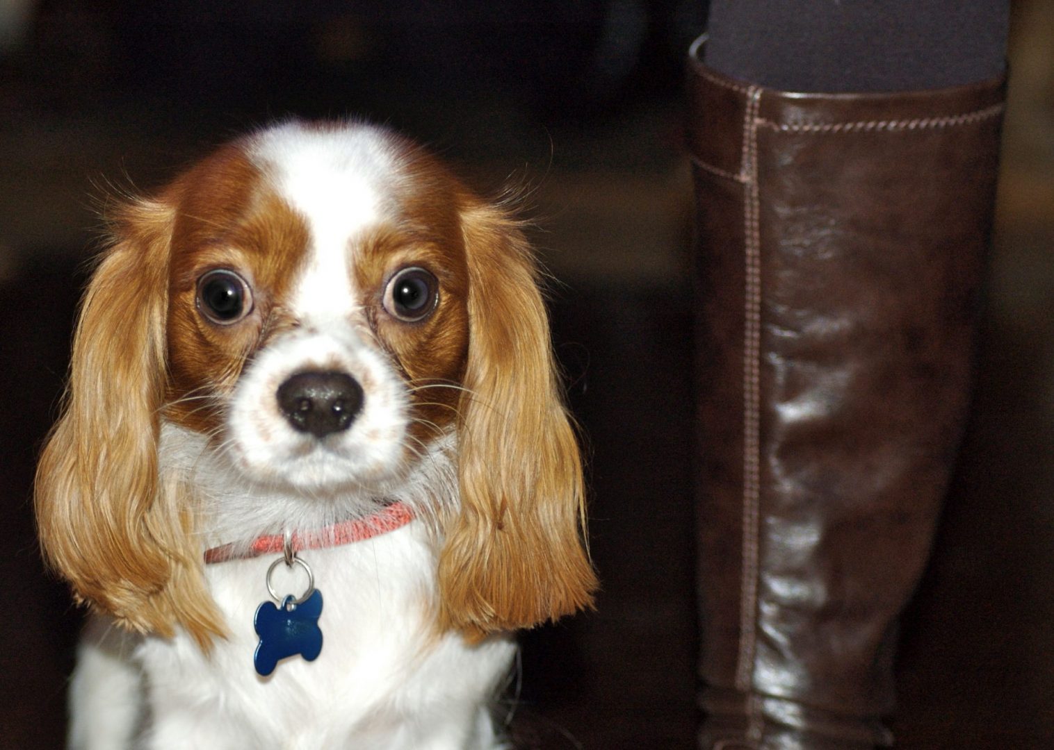 Your pet is the secret sauce!