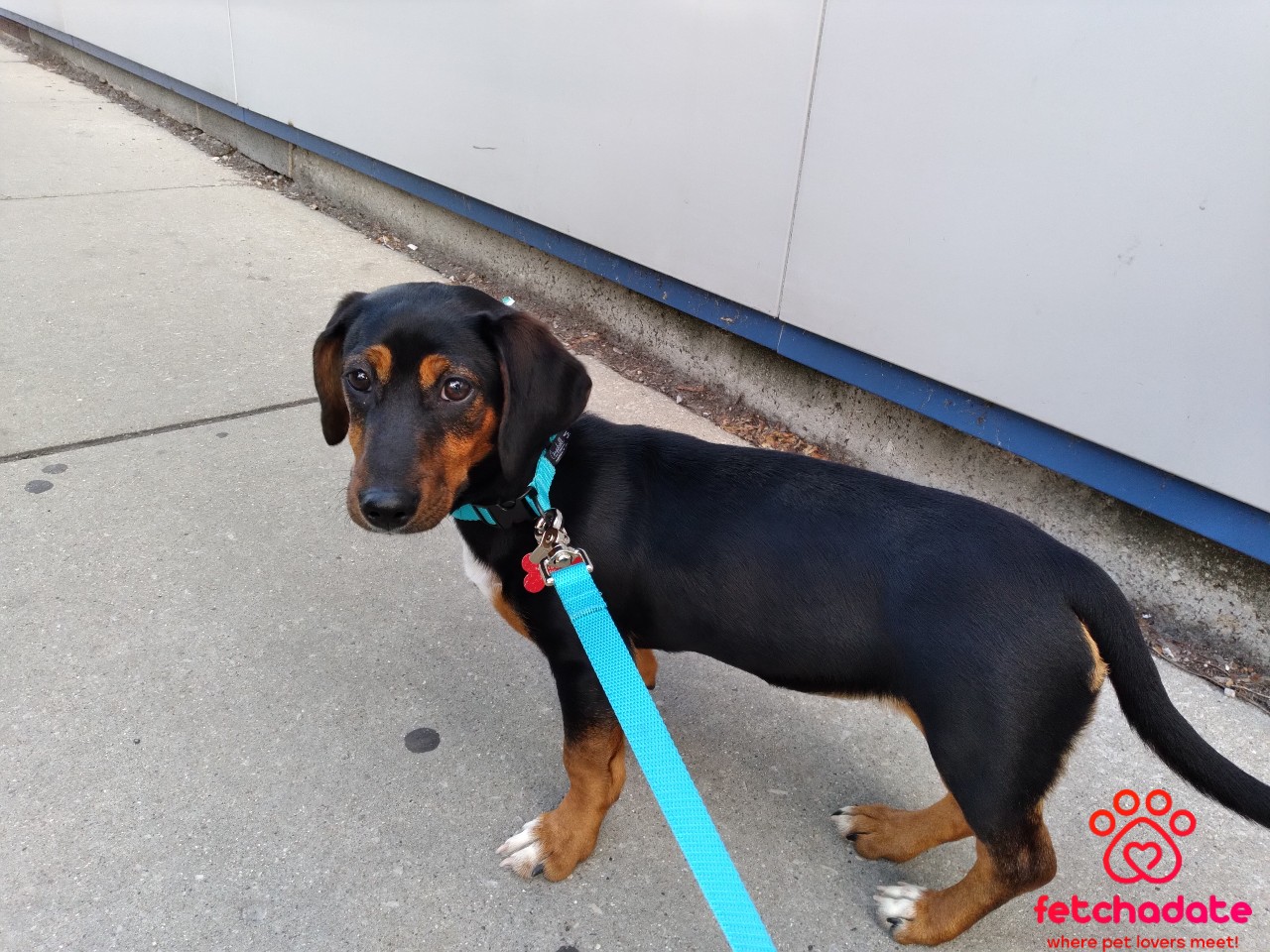 Although this goes against everything I encourage other potential dog adopters to do, I didn't really pay much attention to Dachshunds or their characteristics