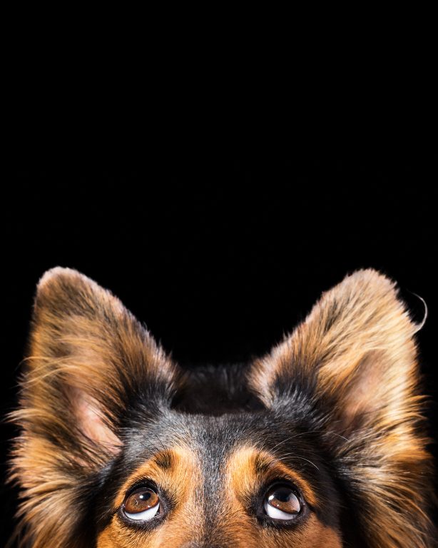 Unconditional love from our pets as they want to help us feel better