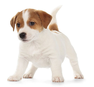 Adopt a Pet: Good Idea to Find and Keep a Relationship