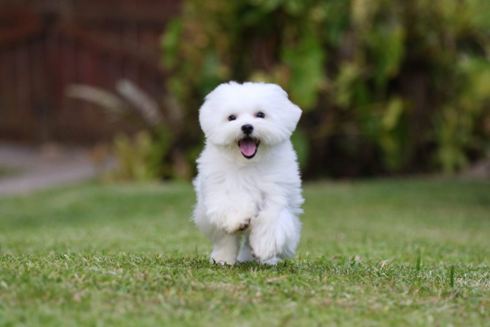 Who can resist in front of the dog?