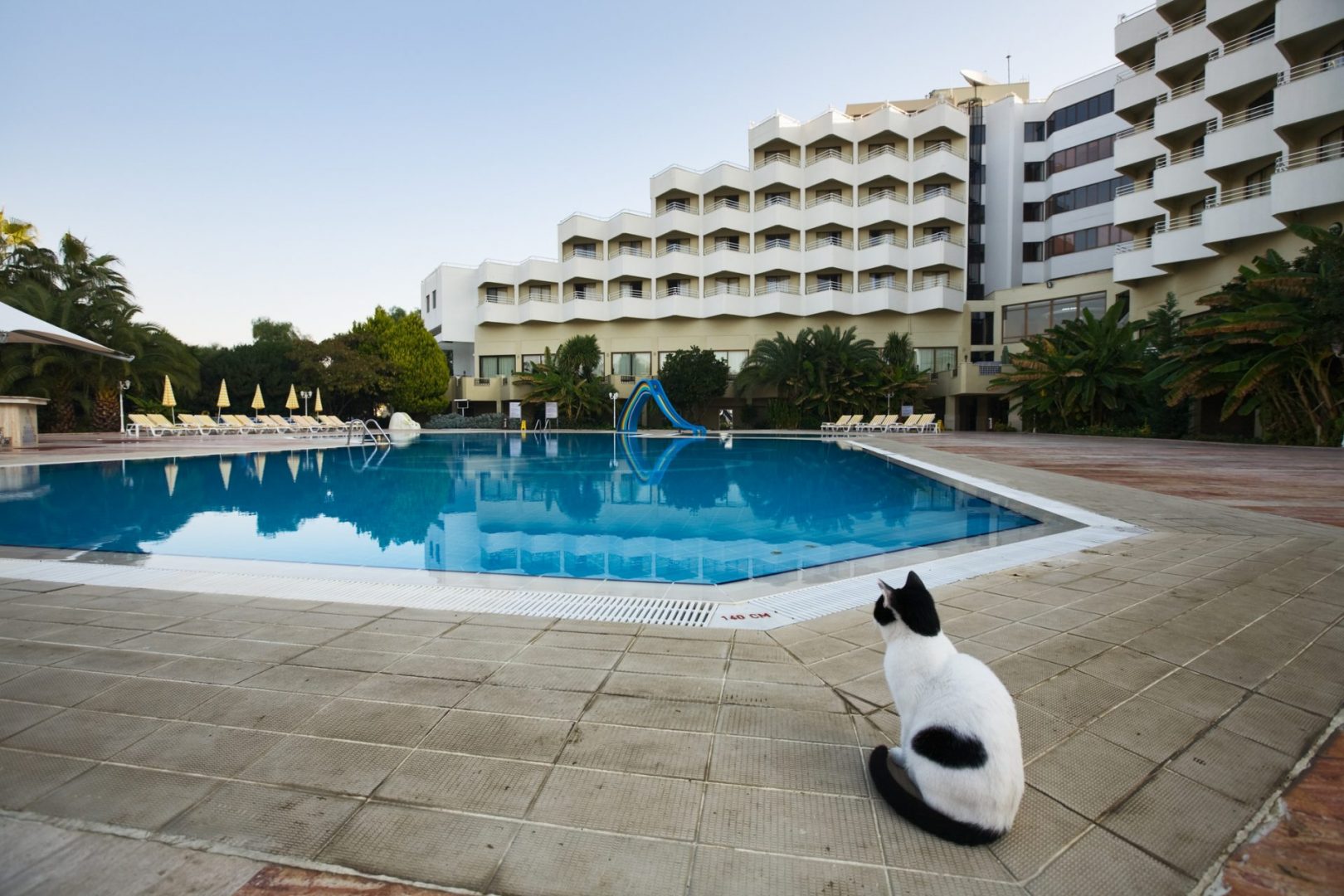 Cat relaxing poolside at a resort hotel.