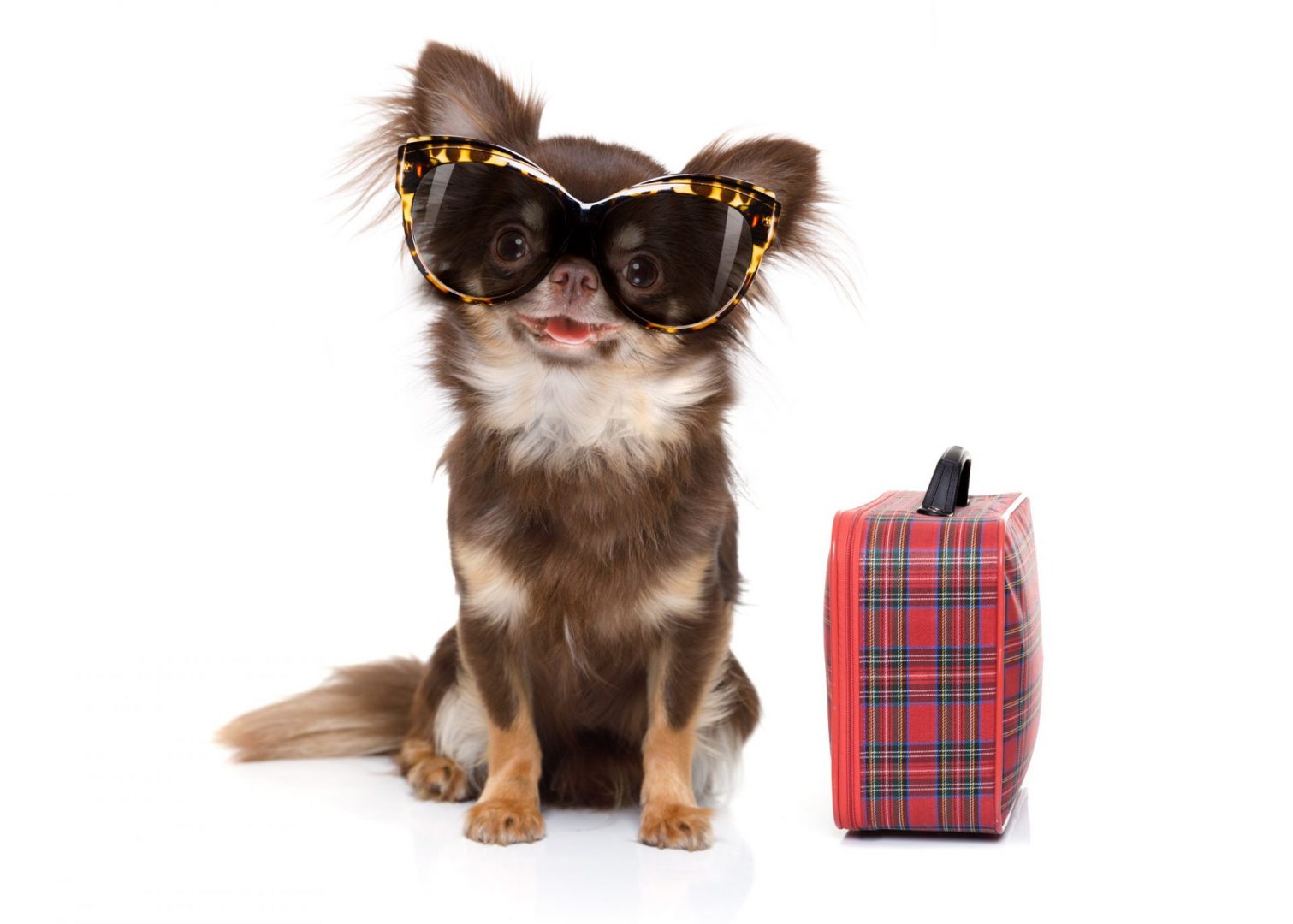 Chihuahua ready for vaca!