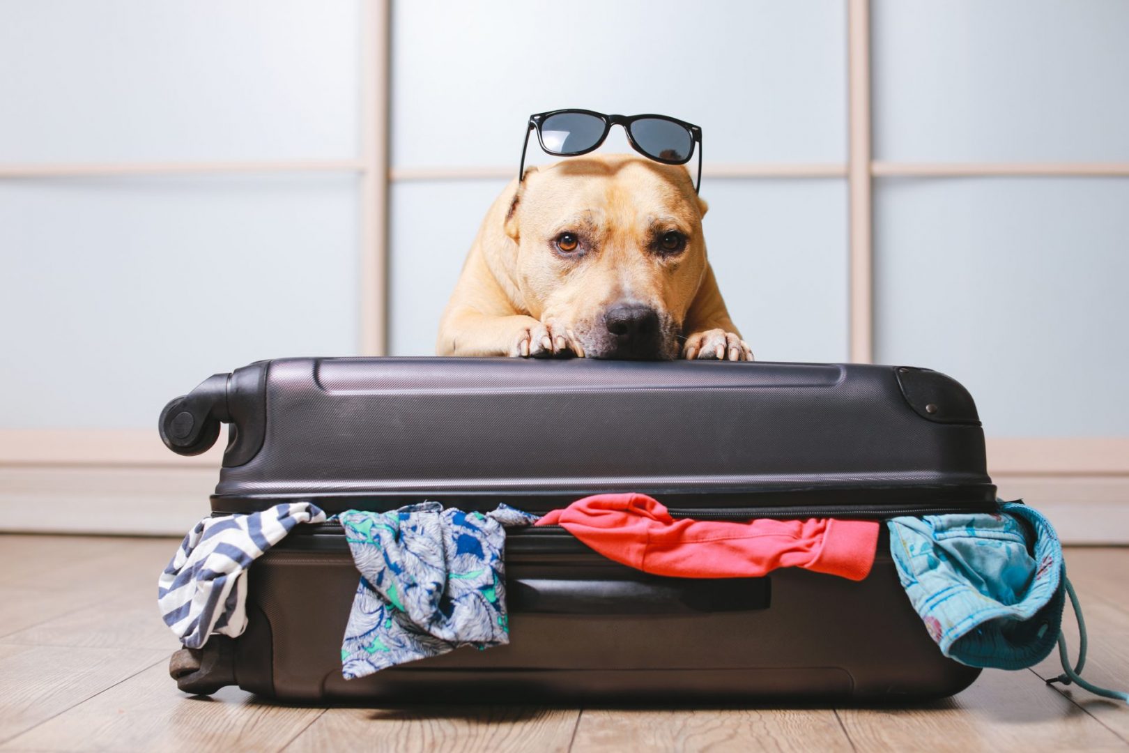 American Staffordshire Terrier packed and ready to go!