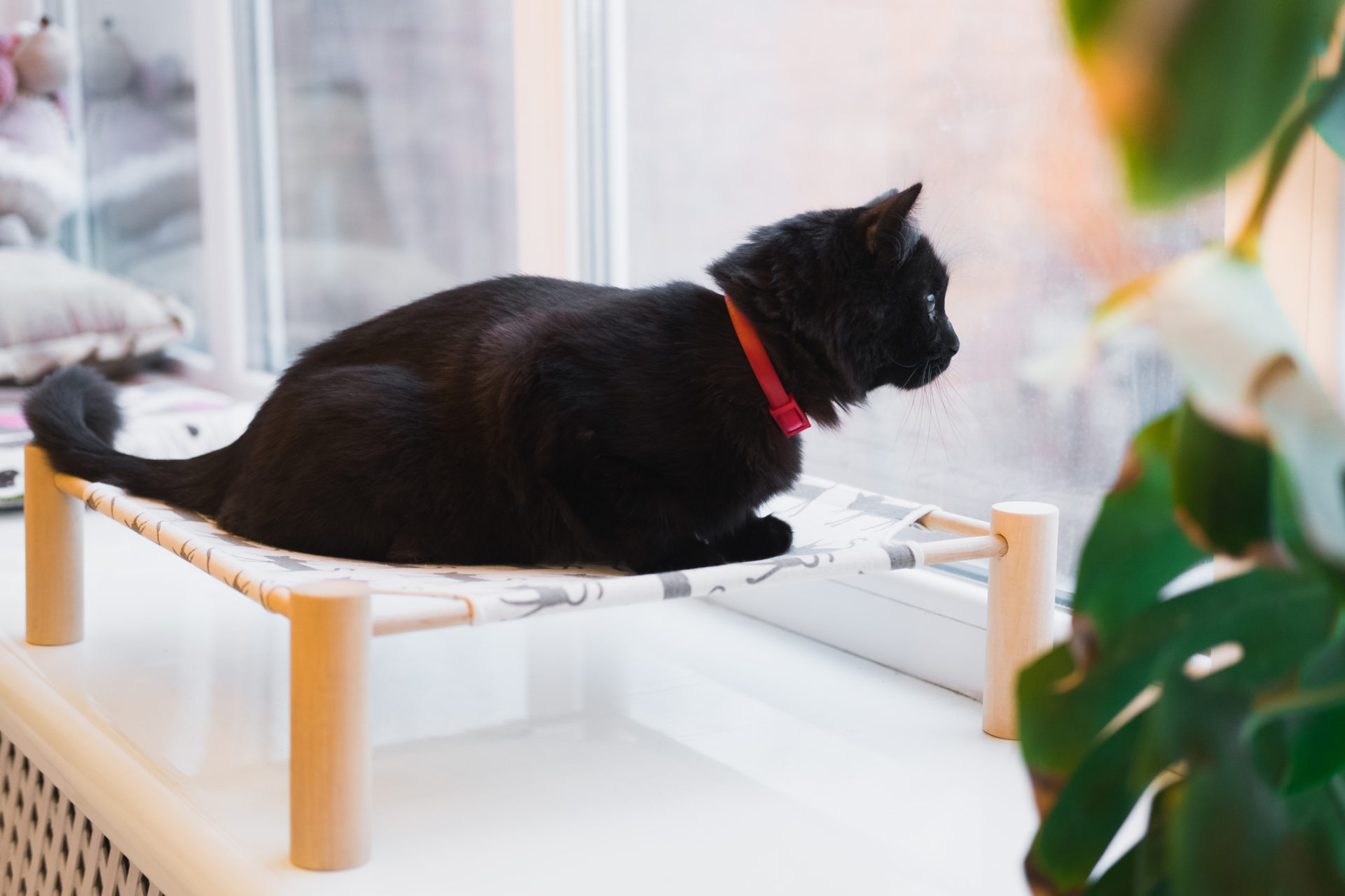 Pet Depression and Seasonal Affective Disorder: How Winter affects our Furry Friends