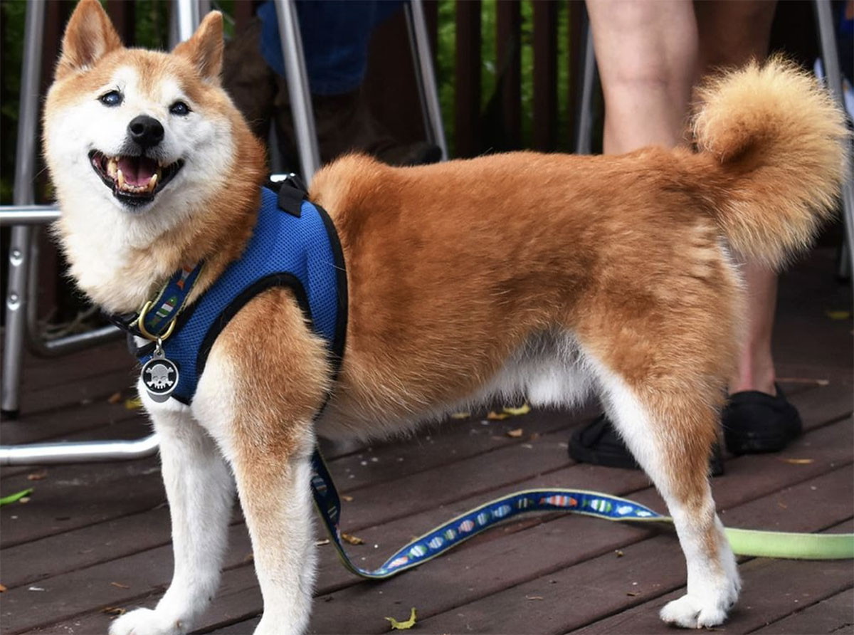 Shiba Inu Rescue of Florida