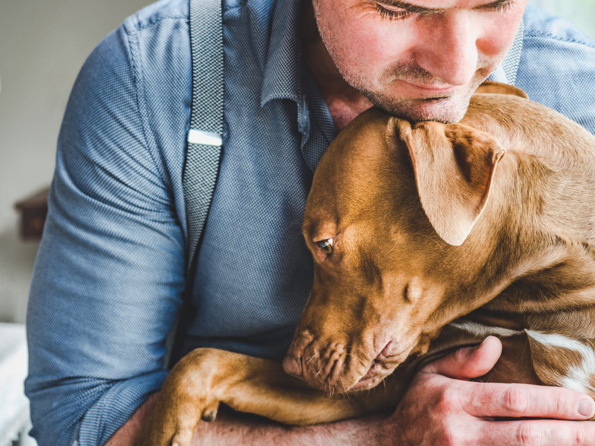 Pet Depression and Seasonal Affective Disorder: How Winter affects our Furry Friends