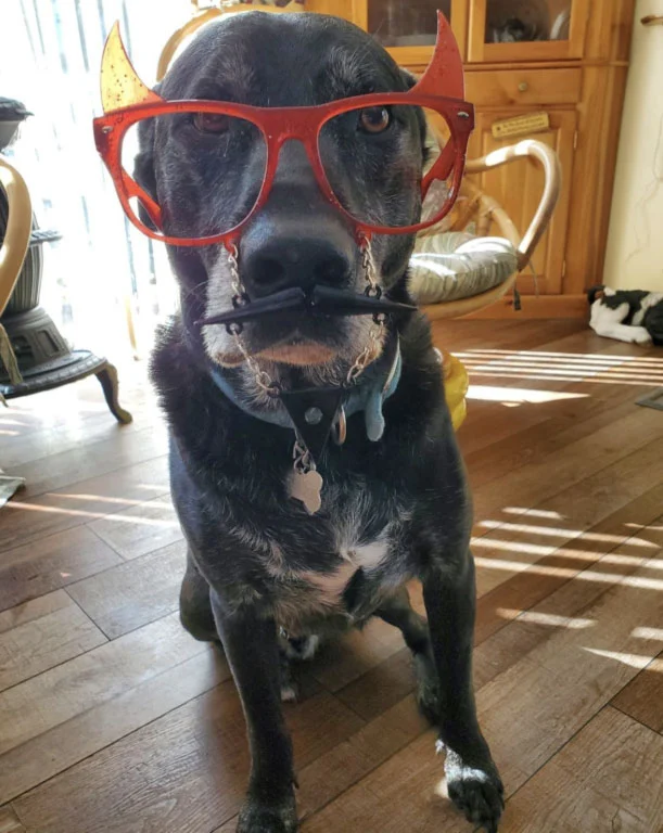 Blue, the prankster!