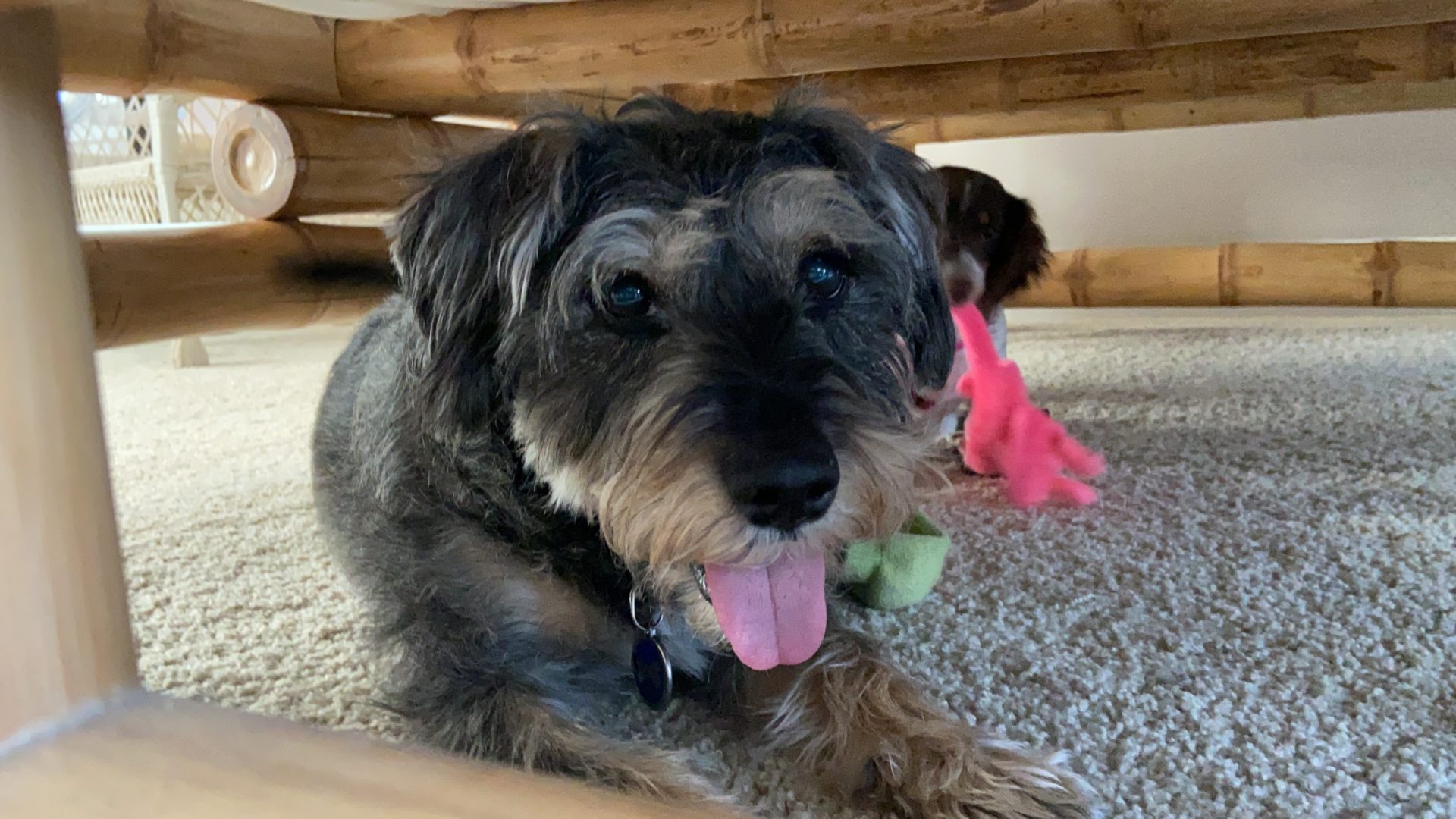 dating dog lovers and cat people